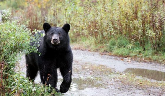 A black bear is seen in Canada.