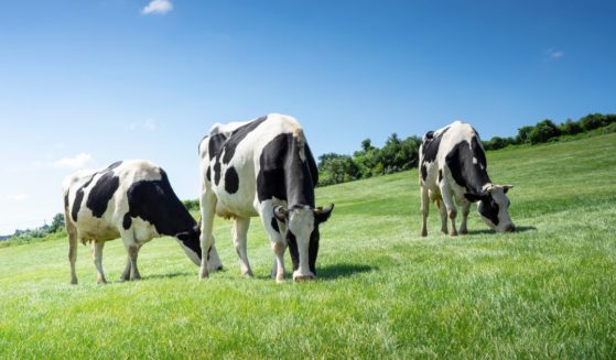 This stock image shows cows grazing.