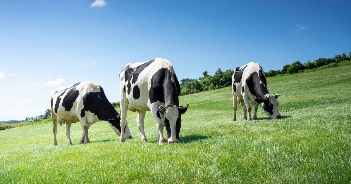 This stock image shows cows grazing.