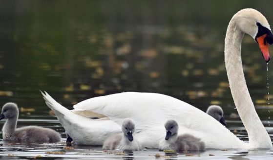 A mute swan and cygnets are seen at Birnie Loch, in Auchtermuchty, Scotland, on May 21.