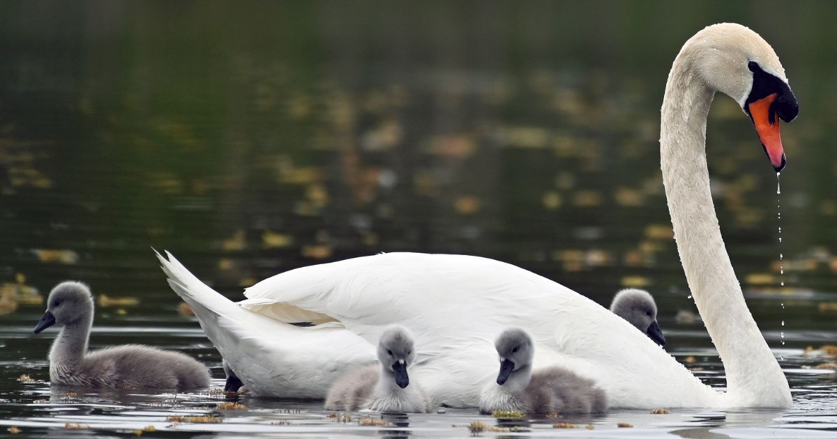 Nesting swan killed in NY was not a random bird.