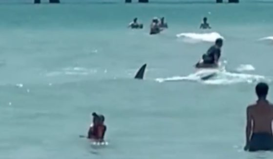 A large shark is seen among swimmers at a Florida beach.