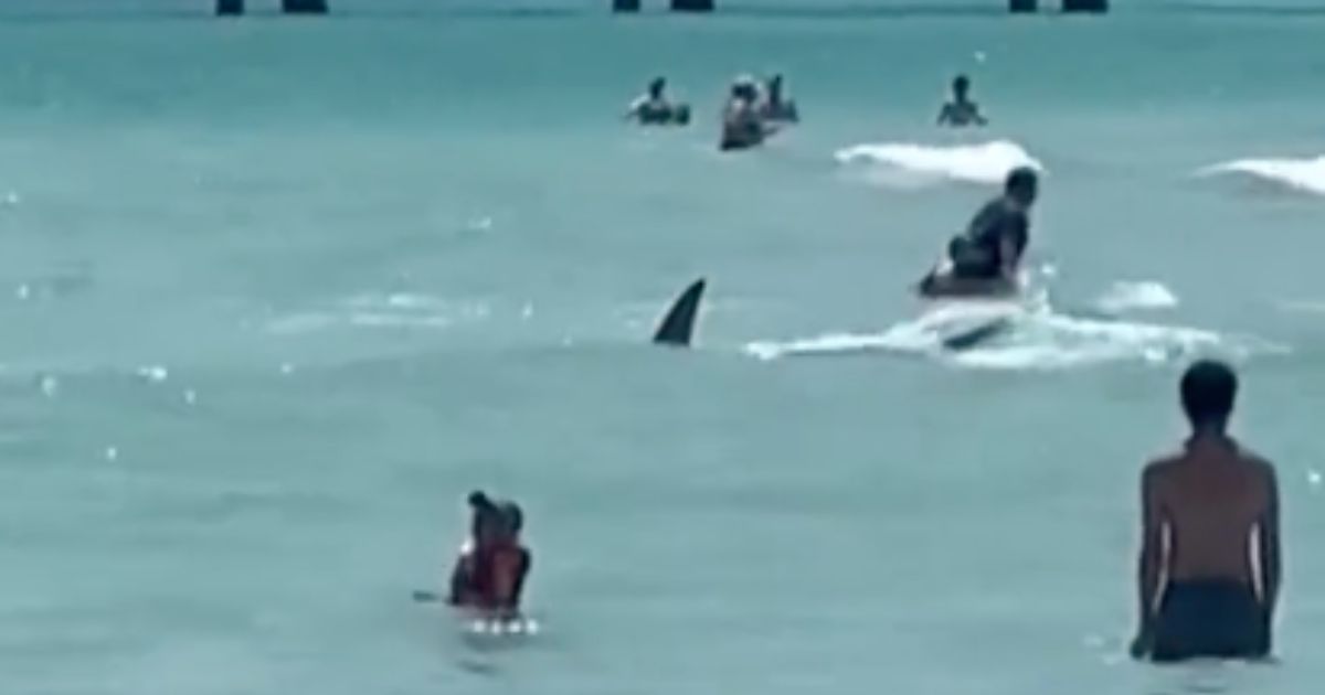 A large shark is seen among swimmers at a Florida beach.
