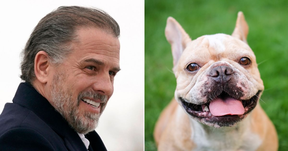 At left, Hunter Biden, son of President Joe Biden, boards Air Force One with the president at Hancock Field Air National Guard Base in Syracuse, New York, on Feb. 4. At right, a French bulldog sits in the grass in an undated stock photo.