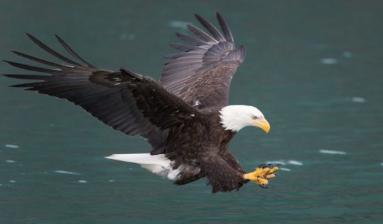A bald eagle fishes over green water in Homer, Alaska, in an undated stock photo