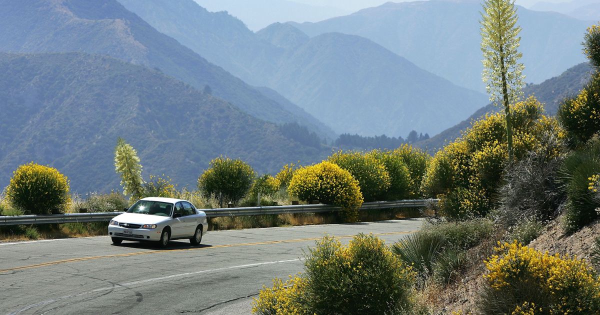 A motorist drives between flowers as a heavy wildflower bloom, the result of last winter's record rainfall, continues on the first day of summer along the Angeles Crest Highway on June 21, 2005, in the Angeles National Forest northwest of La Canada, California.