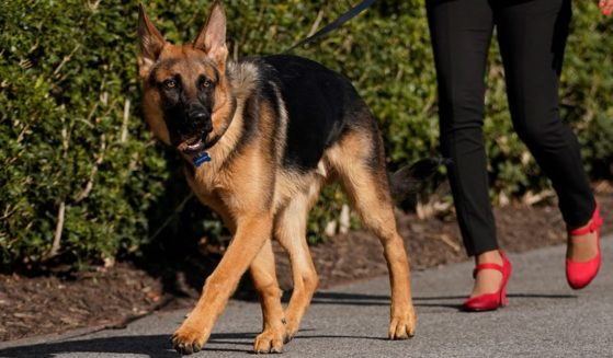Commander, a German shepherd owned by President Joe Biden, is pictured in a file photo from March 2022 being at the White House while the Bidens were not present.