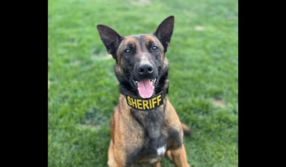 Odin, a K-9 service dog with the Madera County Sheriff's Department, was found after escaping his handler's yard on Sunday.