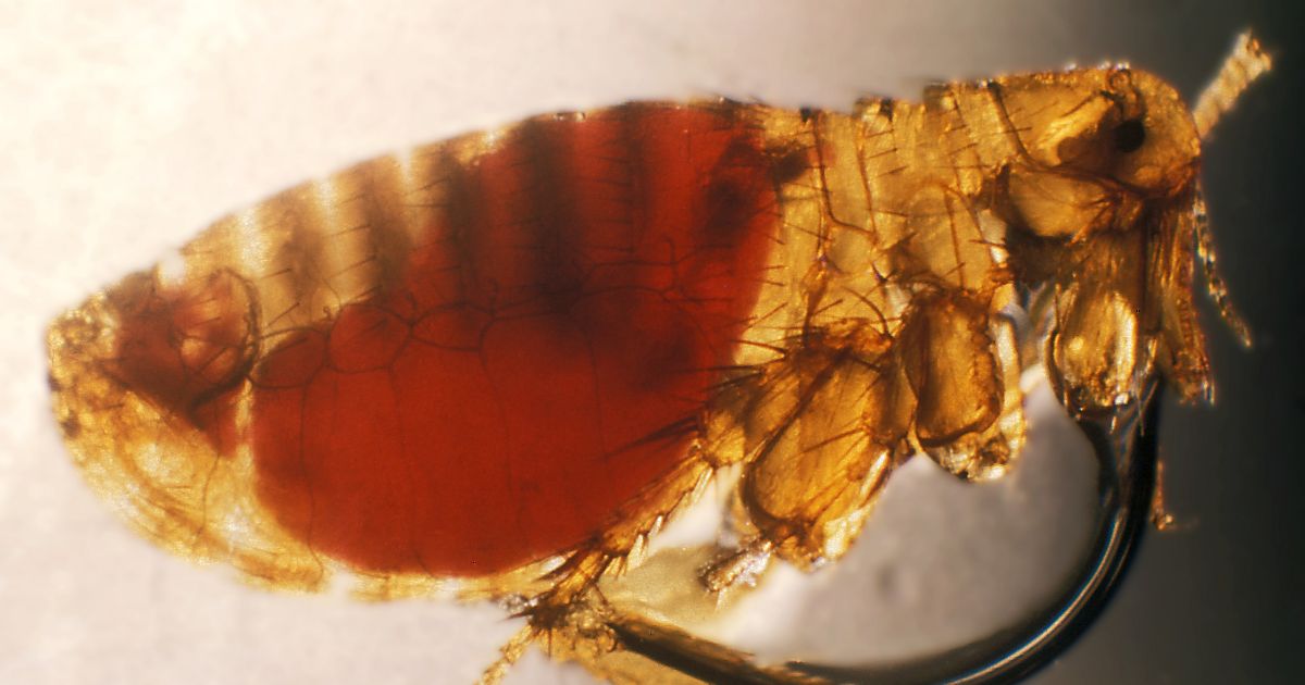 Plague-infected male Xenopsylla cheopis 12 days after feeding on an inoculated mouse, 1948. Soon the proventriculus, or esophagogastric junction will become blocked with a bacterial mass preventing the flea from swallowing food. Image courtesy CDC.