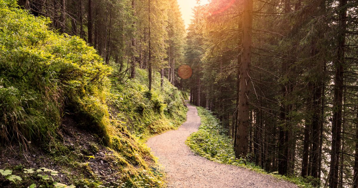 This stock photo depicts a forest road.