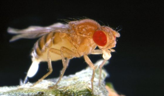 This stock image shows a fruit fly laying eggs.
