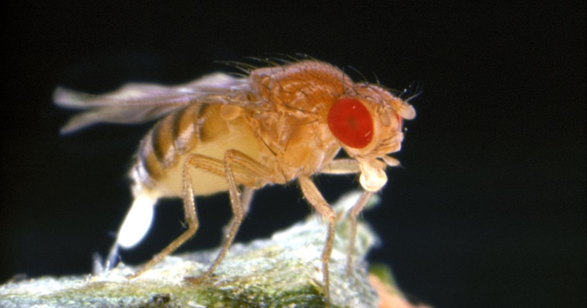 This stock image shows a fruit fly laying eggs.