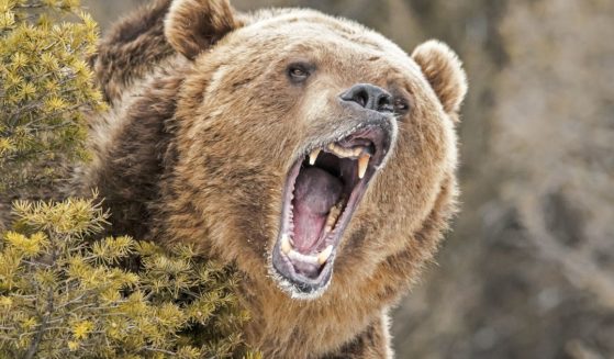 A grizzly bear is seen in this stock image.