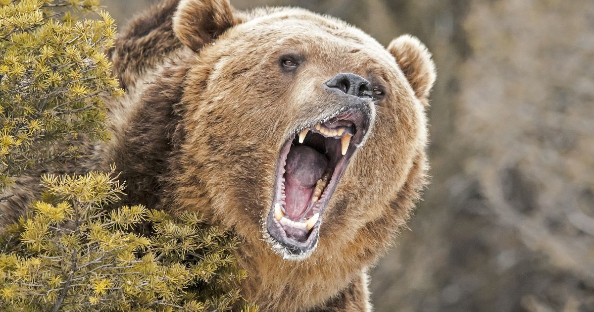 A grizzly bear is seen in this stock image.