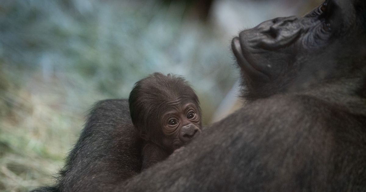 Sully the gorilla had a baby at the Columbus Zoo in Ohio.