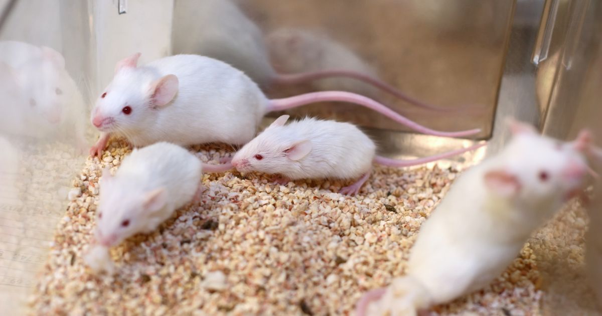 The above stock image is of mice in a cage for scientific research.