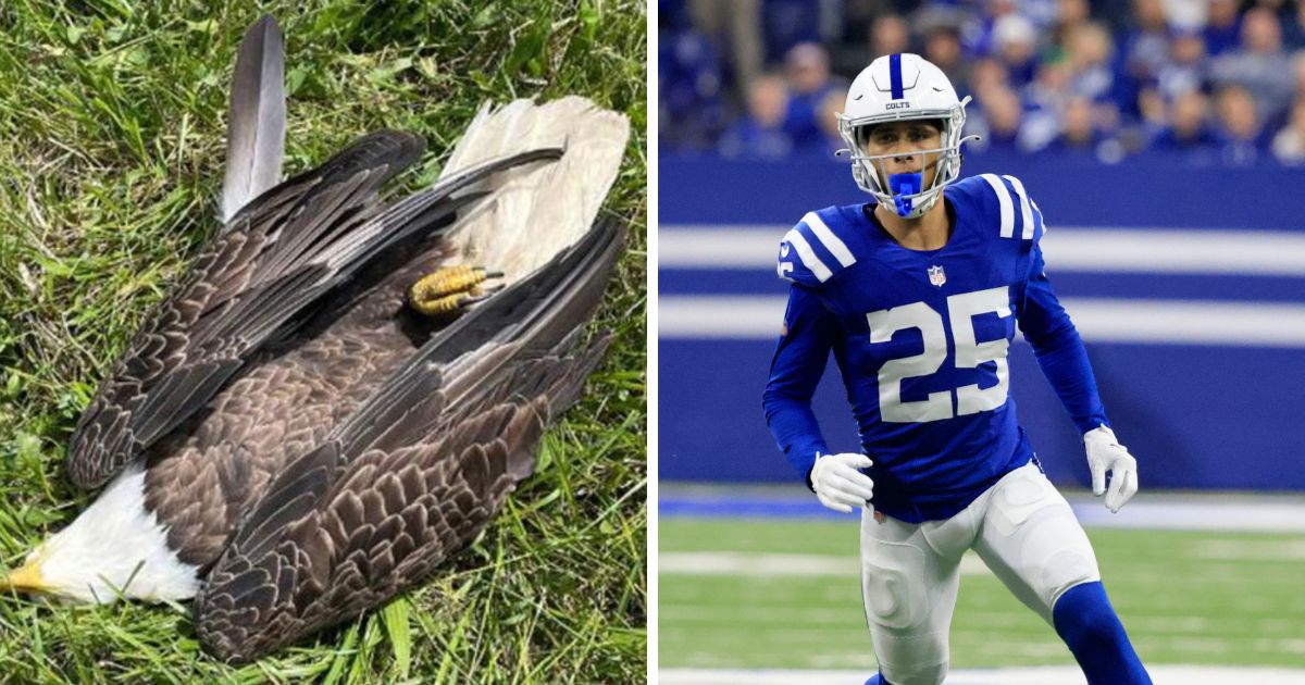 The bald eagle, left, was fatally shot in May. At right, Rodney Thomas II #25 of the Indianapolis Colts is seen in a file photo from October 2022. Thomas' father has been indicted in connection with the eagle's death.