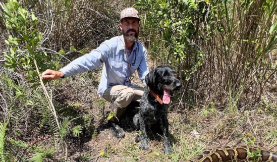 Mike Kimmel killed a Burmese python in Florida.