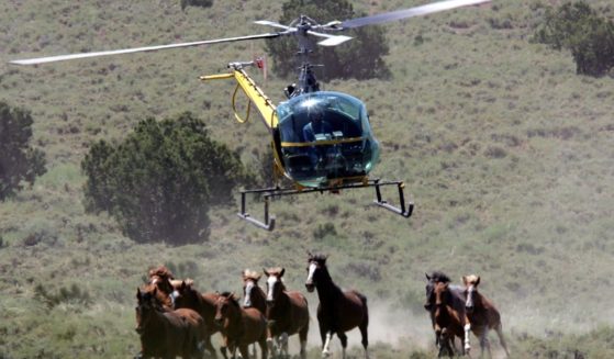 Helicopter pilot Rick Harmon of KG Livestock rounds up a group of wild horses during a gathering July 7, 2005 in Eureka, Nevada.