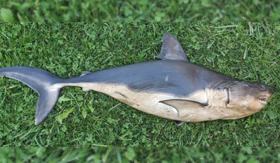 Shark found on the banks of the Salmon River.