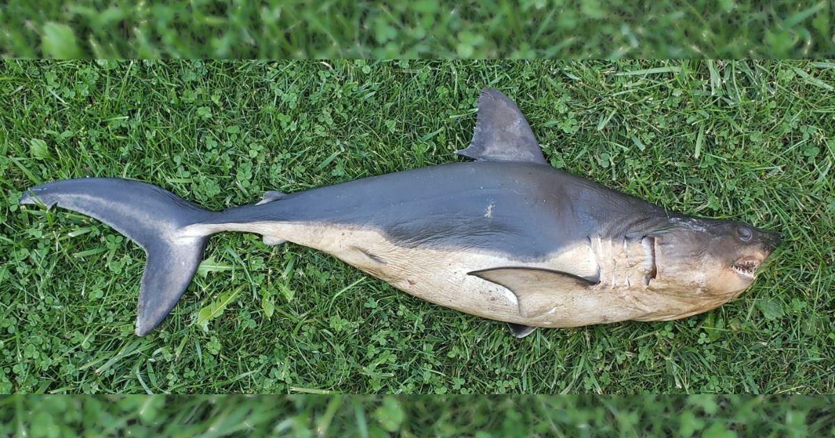 Shark Found in Idaho Causes Panic