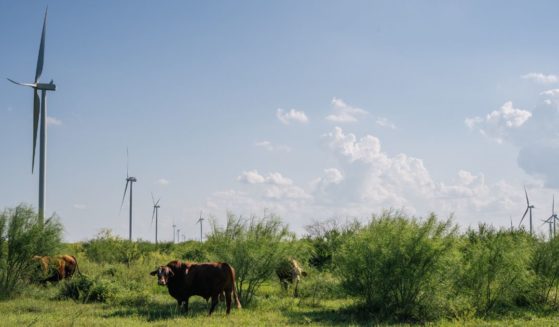 Wind turbines are seen behind cattle in Papalote, Texas, on shown on June 15, 2021.