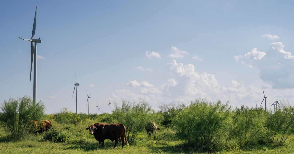 Wind turbines are seen behind cattle in Papalote, Texas, on shown on June 15, 2021.
