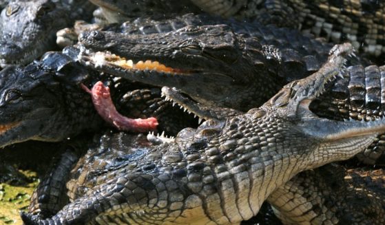 Nile crocodiles fight to eat a piece of meat on September 24, 2008 in Civaux at the animal park "La Planete des crocodiles" (crocodiles planet).