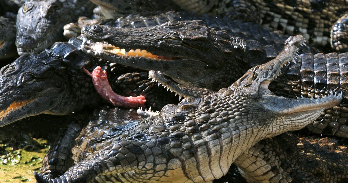 Nile crocodiles fight to eat a piece of meat on September 24, 2008 in Civaux at the animal park "La Planete des crocodiles" (crocodiles planet).
