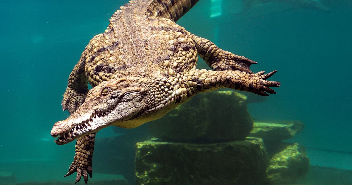 A crocodile dives behind the glass of an aquarium at the Dubai Crocodile Park in Dubai on April 17, 2023.