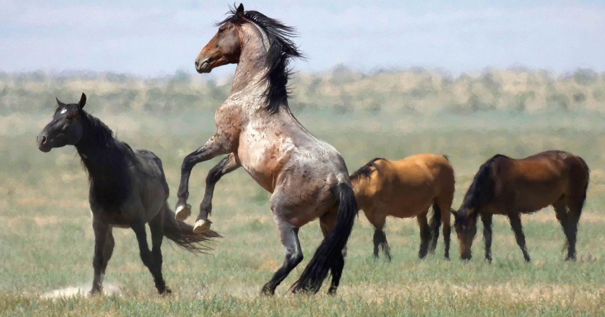 a wild horse jumps among others