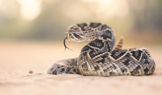 Last week, a rattlesnake like the one pictured above, fell onto a Texas woman. Shortly after, a hawk swooped in.