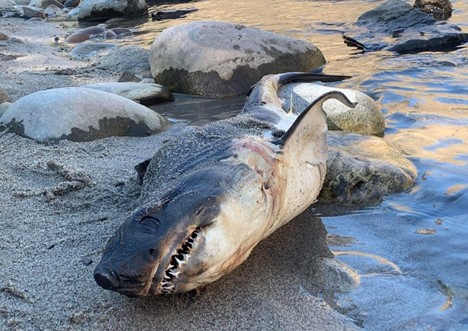 Salmon shark on the banks of the Salmon River.