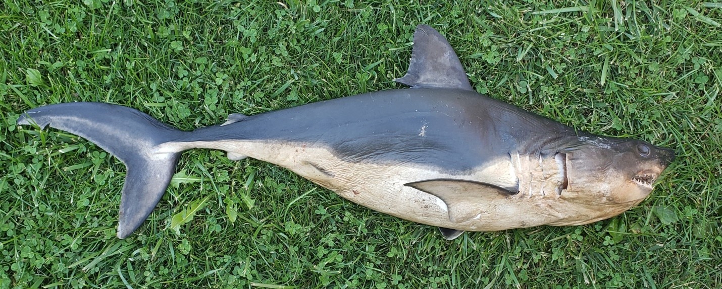 Salmon shark found in Idaho waters.
