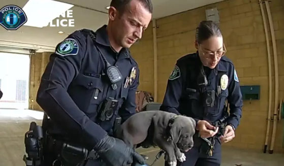 In this Wednesday, Sept. 6, 2023, video image provided by the Irvine Police Department, Irvine police officers hold a pit bull puppy they believe may have gotten into its owners’ fentanyl stash in Irvine, Calif. The puppy was administered an overdose-reversing drug and is recovering, officials said.