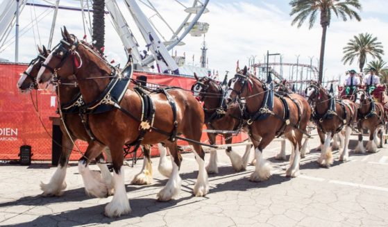 The Budweiser Clydesdales attend the opening day ceremony of the Fair at Santa Anita Park in Arcadia, California, on July 29, 2021.