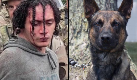 A police K-9 named Yoda helped capture escaped murderer Danelo Cavalcante in South Coventry Township, Pennsylvania, on Wednesday.