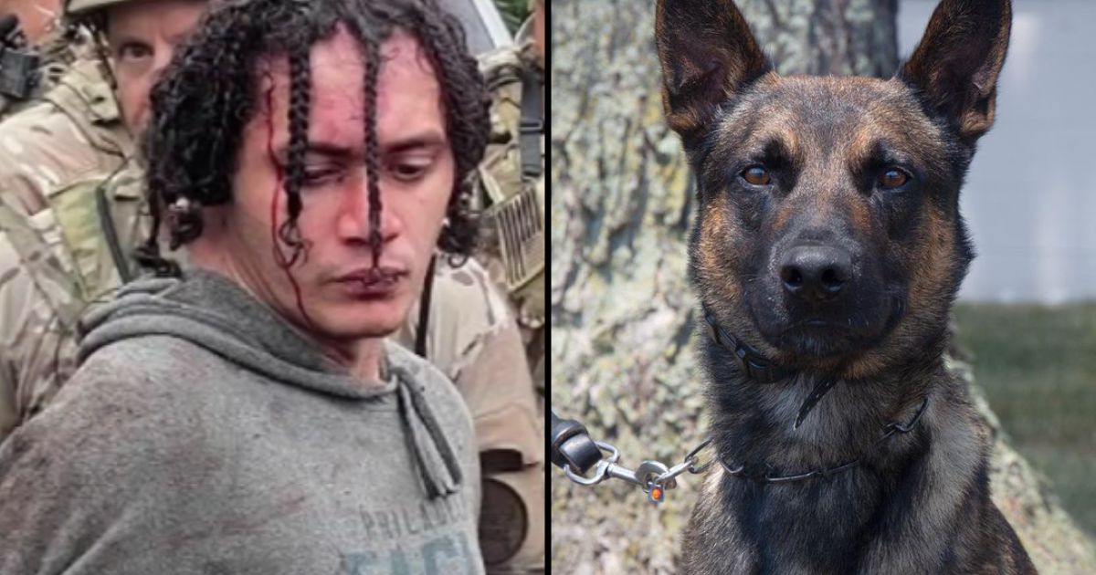 A police K-9 named Yoda helped capture escaped murderer Danelo Cavalcante in South Coventry Township, Pennsylvania, on Wednesday.