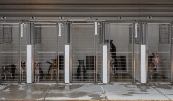 Dogs are seen in cages at the Harris County Pets animal shelter in Houston on July 18, 2022. Like many shelters, the facility reported being over-capacity amid a steady increase of animal returns and rescues.