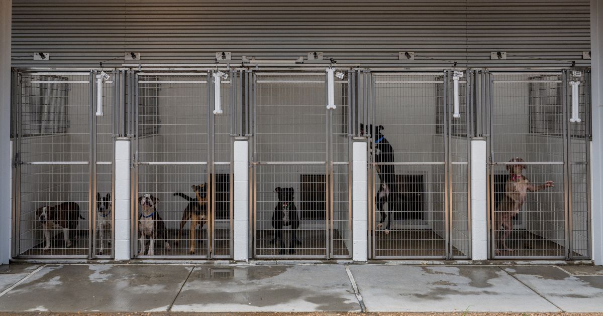 Dogs are seen in cages at the Harris County Pets animal shelter in Houston on July 18, 2022. Like many shelters, the facility reported being over-capacity amid a steady increase of animal returns and rescues.