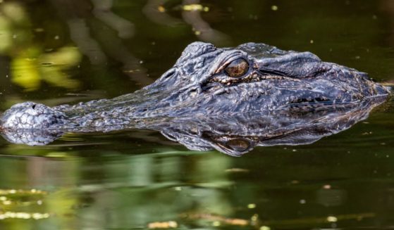 An alligator, similar to the one seen in this file photo, frightened swimmers at a Texas lake.