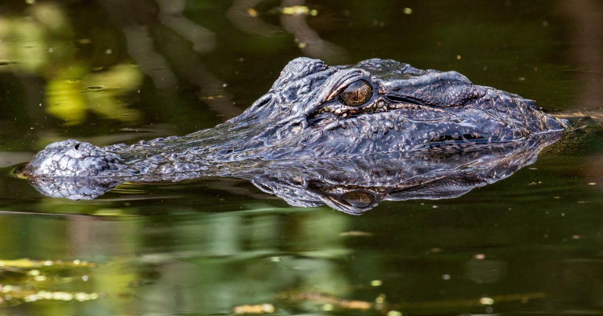 An alligator, similar to the one seen in this file photo, frightened swimmers at a Texas lake.