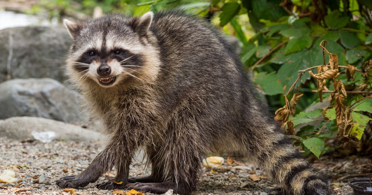 raccoon showing an angry pose