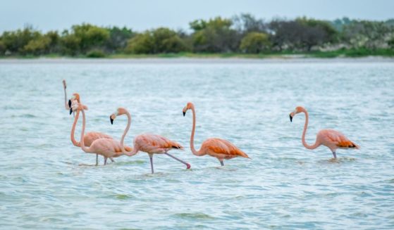 a row of American flamingos