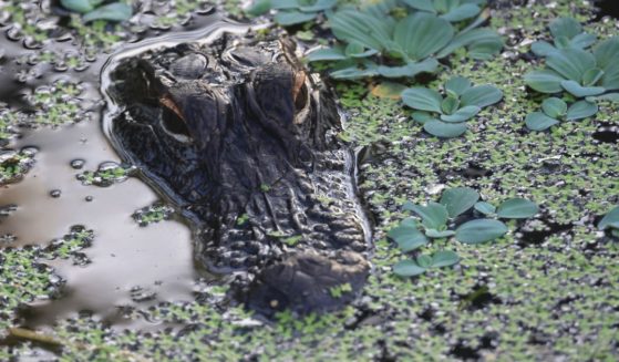 An alligator populates the Wakodahatchee Wetlands on June 27, 2022, in Delray Beach, Florida.