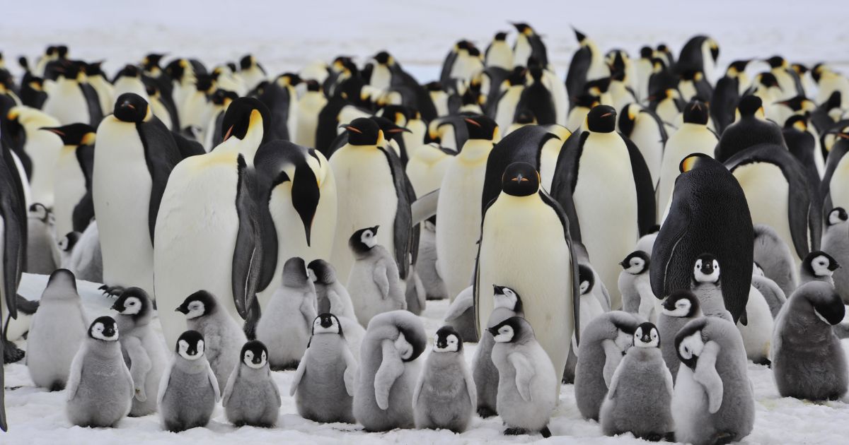 A colony of emperor penguins is seen in this stock image.