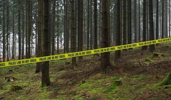 This stock image shows police tape up in a forest.