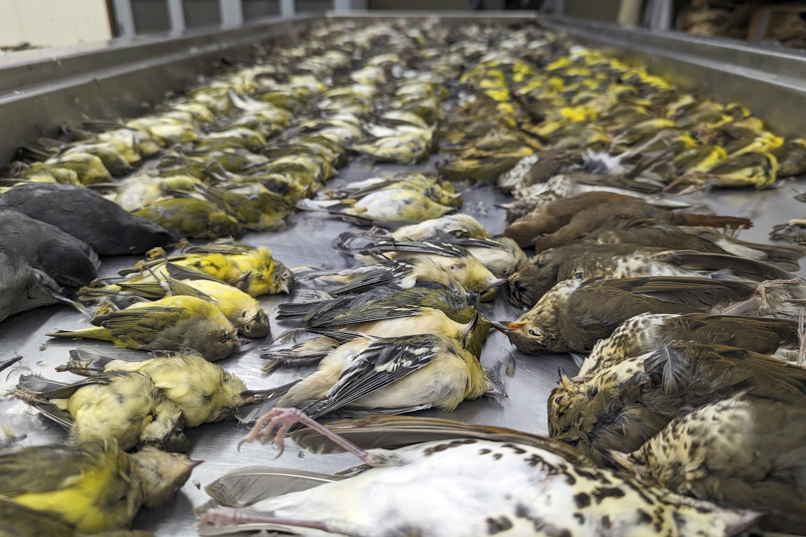 In this image provided by the Chicago Field Museum, the bodies of migrating birds are displayed at the museum on Thursday. The birds were killed when they flew into the windows of the McCormick Place Lakeside Center.