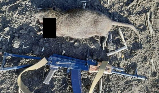 An image purported to be a giant rat was shared on Russian social media.