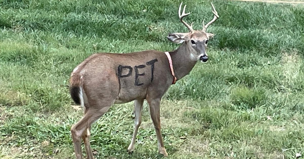 A deer was seen in Missouri with the word "pet" on its side.